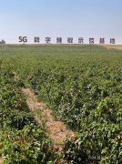 5G 数字辣椒示范基地